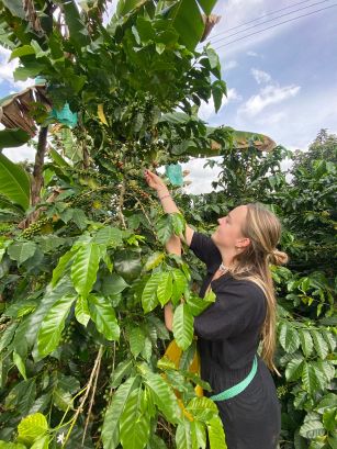 Pick your own coffee beans